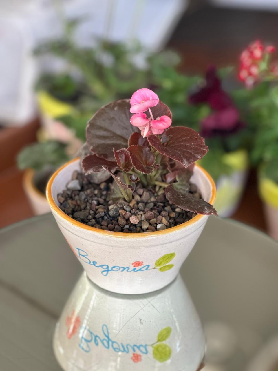Planter(Begonia)